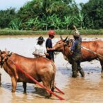 Sumatra / Danuta Rusała / Radio Kielce