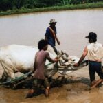 Sumatra / Danuta Rusała / Radio Kielce