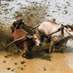 Sumatra / Danuta Rusała / Radio Kielce