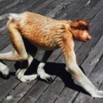 Borneo / Danuta Rasała