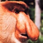 Borneo / Danuta Rasała