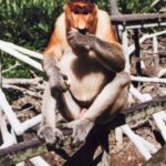 Borneo / Danuta Rasała