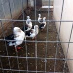 03.11.2019 Złota. Ośrodek „Ptakolub” / Dorota Klusek / Radio Kielce