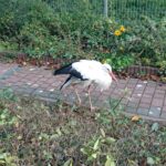 03.11.2019 Złota. Ośrodek „Ptakolub” / Dorota Klusek / Radio Kielce