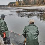 10.11.2019. Fałków. Odłów karpia / Magda Galas-Klusek / Radio Kielce