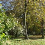 12.11.2019. Nagłowice. Park przy Dworku Mikołaja Reja / Ewa Pociejowska-Gawęda / Radio Kielce