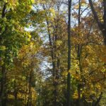 12.11.2019. Nagłowice. Park przy Dworku Mikołaja Reja / Ewa Pociejowska-Gawęda / Radio Kielce