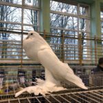 24.11.2019 Sandomierz. Wystawa Gołębi Rasowych i Drobiu Ozdobnego / Grażyna Szlęzak-Wójcik / Radio Kielce