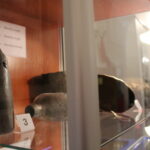 09.10.2019. Pińczów. Wystawa „W okopach nad Nidą” / Marta Gajda / Radio Kielce