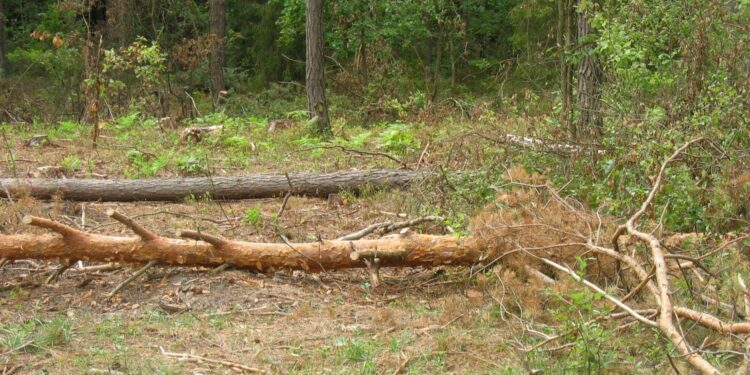 Starachowice. Drzewa w okolicy zalewu Lubianka zaatakowane przez kornika ostrozębnego / Anna Głąb / Radio Kielce