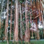 Mauritius / Joanna Dąbek