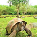 Mauritius / Joanna Dąbek