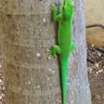 Mauritius / Joanna Dąbek