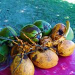 Mauritius / Joanna Dąbek