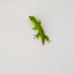 Mauritius / Joanna Dąbek