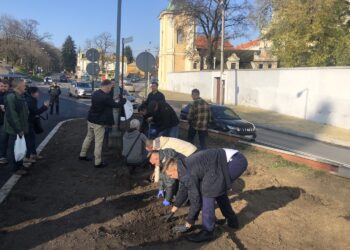 09.11.2019. Sandomierz. Miejska winnica przy Bramie Opatowskiej / Grażyna Szlęzak-Wójcik / Radio Kielce