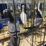 24.11.2019 Sandomierz. Wystawa Gołębi Rasowych i Drobiu Ozdobnego / Grażyna Szlęzak-Wójcik / Radio Kielce