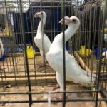 24.11.2019 Sandomierz. Wystawa Gołębi Rasowych i Drobiu Ozdobnego / Grażyna Szlęzak-Wójcik / Radio Kielce