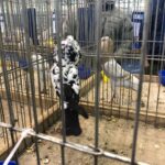 24.11.2019 Sandomierz. Wystawa Gołębi Rasowych i Drobiu Ozdobnego / Grażyna Szlęzak-Wójcik / Radio Kielce