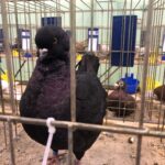 24.11.2019 Sandomierz. Wystawa Gołębi Rasowych i Drobiu Ozdobnego / Grażyna Szlęzak-Wójcik / Radio Kielce