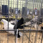 24.11.2019 Sandomierz. Wystawa Gołębi Rasowych i Drobiu Ozdobnego / Grażyna Szlęzak-Wójcik / Radio Kielce