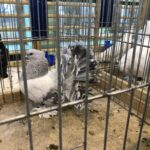 24.11.2019 Sandomierz. Wystawa Gołębi Rasowych i Drobiu Ozdobnego / Grażyna Szlęzak-Wójcik / Radio Kielce