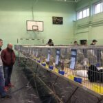 24.11.2019 Sandomierz. Wystawa Gołębi Rasowych i Drobiu Ozdobnego / Grażyna Szlęzak-Wójcik / Radio Kielce