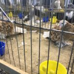 24.11.2019 Sandomierz. Wystawa Gołębi Rasowych i Drobiu Ozdobnego / Grażyna Szlęzak-Wójcik / Radio Kielce