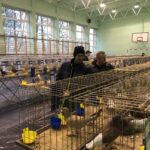 24.11.2019 Sandomierz. Wystawa Gołębi Rasowych i Drobiu Ozdobnego / Grażyna Szlęzak-Wójcik / Radio Kielce