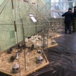 24.11.2019 Sandomierz. Wystawa Gołębi Rasowych i Drobiu Ozdobnego / Grażyna Szlęzak-Wójcik / Radio Kielce