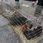 24.11.2019 Sandomierz. Wystawa Gołębi Rasowych i Drobiu Ozdobnego / Grażyna Szlęzak-Wójcik / Radio Kielce