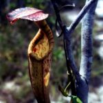 Borneo / Danuta Rasała