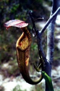 Borneo / Danuta Rasała