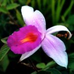 Borneo / Danuta Rasała