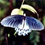 Borneo / Danuta Rasała