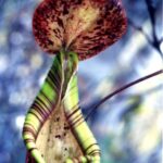 Borneo / Danuta Rasała