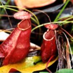 Borneo / Danuta Rasała