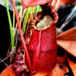 Borneo / Danuta Rasała