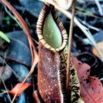 Borneo / Danuta Rasała