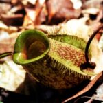 Borneo / Danuta Rasała