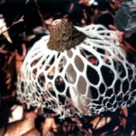 Borneo / Danuta Rasała