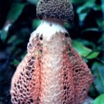 Borneo / Danuta Rasała