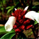 Borneo / Danuta Rasała