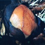 Borneo / Danuta Rasała