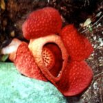 Borneo / Danuta Rasała