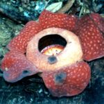 Borneo / Danuta Rasała