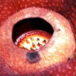 Borneo / Danuta Rasała