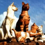 Borneo / Danuta Rasała