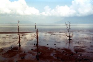 Borneo / Danuta Rasała