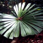 Borneo / Danuta Rasała